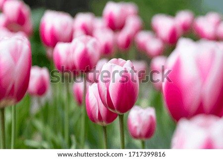 A mass of tulips in bloom