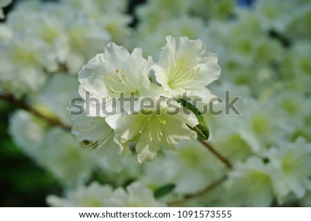 Mass of white azalea flowers on a bush in the spring garden