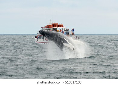 2,469 Whale watching tour Images, Stock Photos & Vectors | Shutterstock