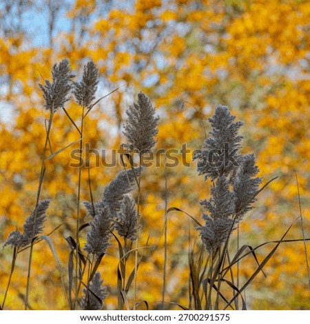 MASSACHUSETTS CAPE COD BOURNE EEL POND COMMON REED