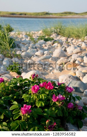 Massachusetts, Elizabeth Islands, Cuttyhunk Island, Gosnold. Wild roses along the rocky beaches of Cuttyhunk. . Stock photo © 
