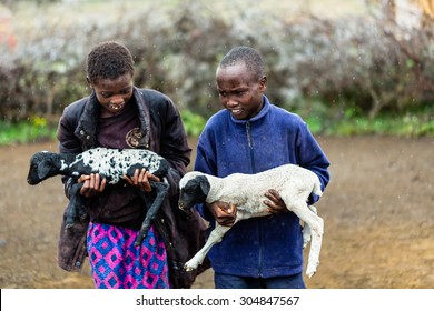 Massai Children Carrying Goats In The Rain