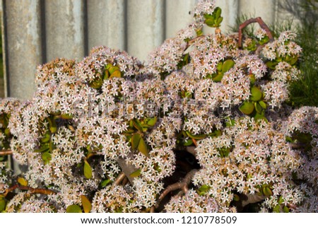 Massed display of  dainty pale pink and white  star shaped flowers of  a fleshy succulent species add color to the winter garden.