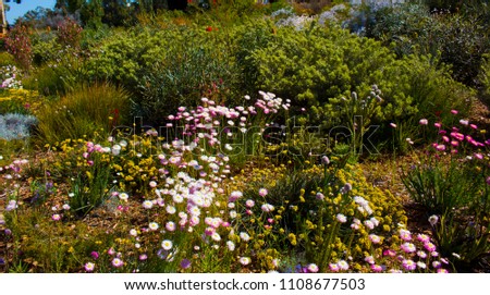 Massed display of West Australian wildflowers  including Swan River daisy, kangaroo paws ,everlastings in King's Park Perth Western Australia  on a sunny spring day are delicately spectacular.