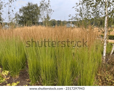 Massed planting of upright grass species (Calamagrostis x acutiflora 'Karl Foerster') (Feather Reed Grass) in a flower bed