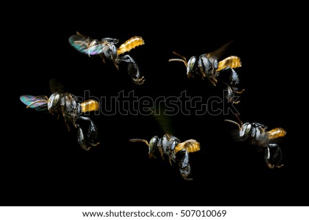 Masses Bees flying 