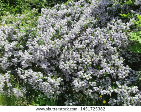 Masses of blossom on a california lilac bush