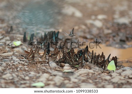masses of butterflies in Thailand