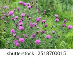 Masses of common knapweed or centaurea nigra flowers in a summer meadow