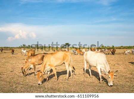 masses of cow eating dry grass in rice field in country side of Thailand