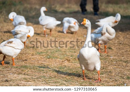 Masses duck in the Farm.Thailand