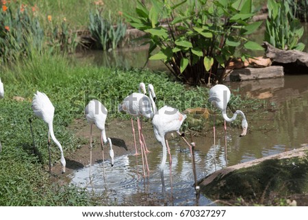 masses flamingo white 