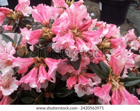 Masses of funnel-shaped, pink flowers of dwarf Rhododendron 'Wee Bee'