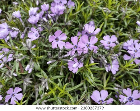 Masses of light purple flowers amid lush green foliage of Phlox subulata 'Purple Beauty'