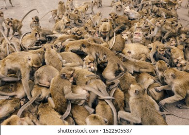 A masses of monkeys. Many monkey are scramble for food, KaoNor-KaoKaew Nakhonsawan, Thailand. - Shutterstock ID 1522505537