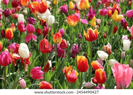 Masses of multi coloured tulips in a spring garden