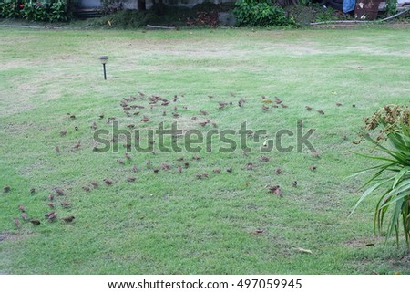 masses sparrow in garden