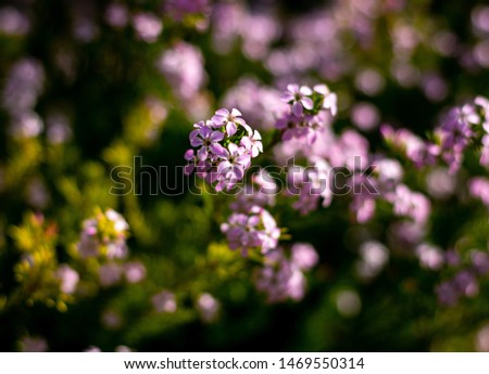 masses of tiny soft pink flowers on bush plant closeup on long stems  with back ground slightly blurred in sunshine
 