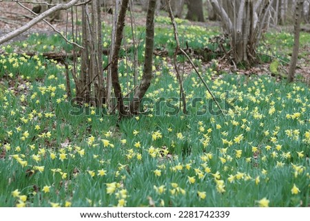 Masses of wild daffodils in spring in a woodland in Northumberland