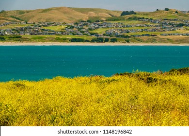 Masses Of Yellow Wildflowers Along Promontory At Bodega Head In Sonoma Coast State Park, Across The Harbor From The Town Of Bodega Bay, California, For Themes Of Spring And Open Spaces