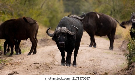 a massive african buffalo bull 