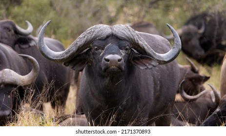 a massive african buffalo bull 