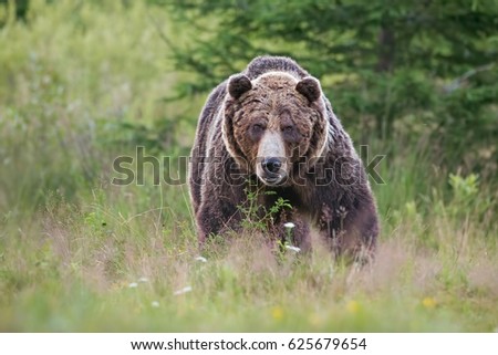 Similar – Brown Bear