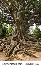 Massive Ancient Australian Banyan Tree in Garden, Azores, Portugal