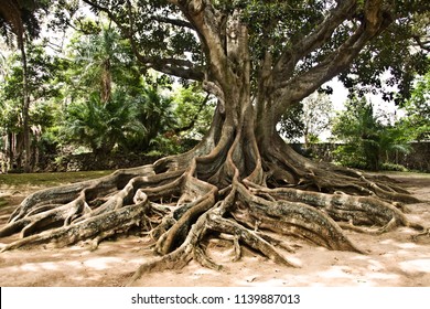 Massive Ancient Australian Banyan Tree Landscape in Garden, Azores, Portugal