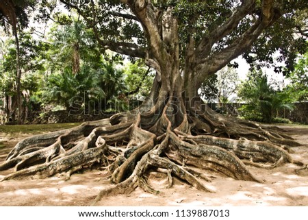 Massive Ancient Australian Banyan Tree Landscape in Garden, Azores, Portugal