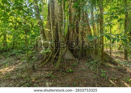 Massive ancient tree trunk with exposed buttress roots in dense tropical rain forest setting, buttress