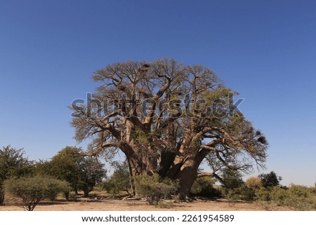 massive baobab tree called chapman's baobab, Botswana