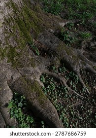 Massive Beech tree roots spreading on the ground, covered with green moss and small wild plants
