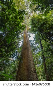 A Massive Brazil Nut Tree, Bertholletia Excelsa, In The Rainforest.