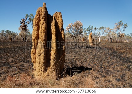 Massive cathedral termite mounds (Nasutitermes triodae), Kakadu National Park, Northern Territory, Australia