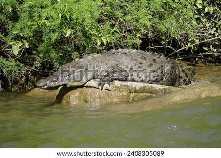 A massive crocodile basks in the sun on a riverbank, displaying powerful jaws and ancient reptilian lineage.
