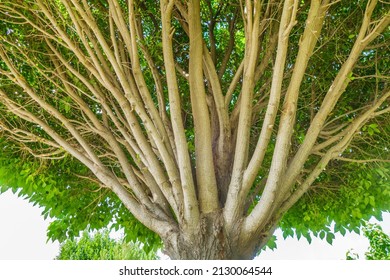 Massive Crown Of An Asian Hornbeam Tree, Upwards View. Classification Name Of The Plant Is Carpinus