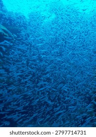 A massive and dense school of small silver fish swimming in unison through the deep blue ocean water near a coral reef structure.