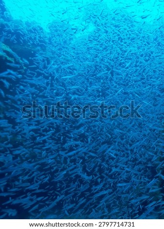 A massive and dense school of small silver fish swimming in unison through the deep blue ocean water near a coral reef structure.