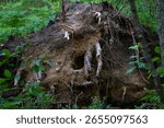 A massive, dirty root system of a tree uprooted by a storm - Root wad in the middle of a summer forest