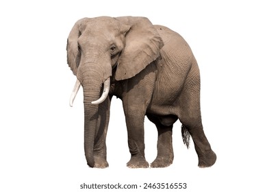 massive elephant isolated on white background. - Powered by Shutterstock