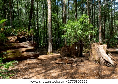 Massive Eucalyptus Stump in Mount Field National Park - Tasmania