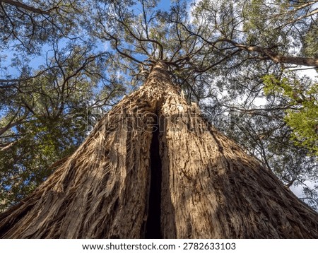Massive Eucalyptus tree, Mount Field National Park, central Highlands of Tasmania, Australia