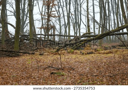 Massive fallen tree trunks form chaotic lines amidst a wild deciduous forest on a gloomy misty day. Wet brown leaves and tall dry grass cover the ground, emphasizing the monumental calm and the natural cycle of decay in late autumn.