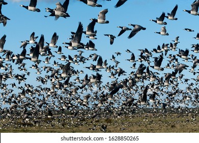 Massive flock of migratory Barnacle Goose take of from their stopover site on coastal meadow in Matsalu national park, western Estonia. Focus is on the nearest birds in upper part of image - Shutterstock ID 1628850265