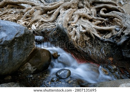 Massive, gnarled tree roots spread across a rocky riverbank as a shallow mountain stream flows with silky smooth motion through wet boulders below, captured with a long exposure technique in a densely wooded forest setting. The overcast, diffused light eliminates harsh shadows and reveals the intricate texture of the weathered roots and moss-covered stones, while hints of autumn red algae add subtle color contrast to the scene. Available for editorial and commercial licensing.