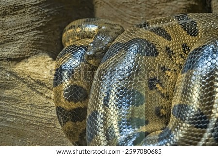 A massive Green anaconda, Eunectes murinus, hides its head in the coils of its body