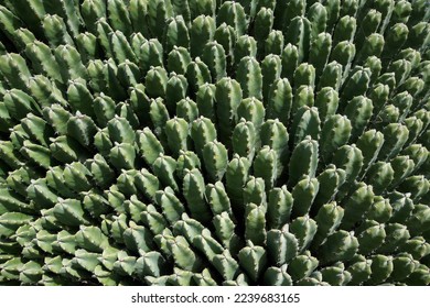 Massive green and sharp cactus - Shutterstock ID 2239683165