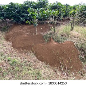 Massive Leaf Cutter Ant Nest Colony in a Coffee Plantation Farm