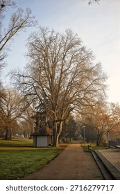 Massive Leafless Tree Positioned Beside Wellkept Pedestrian Path Leading To Serene Park Facility